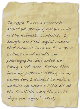 

In 2004 I was a research assistant studying upland birds in the Nebraska Sandhills.  I bought my first digital camera that summer in order to make a collection of wildflower photographs, but ended up taking a lot more. Rather than leave my pictures sitting on my computer, I decided to make a website to share a little bit of the Sandhills with the world. Hope you enjoy!  -Kody
-Kody

