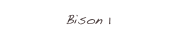 Bison 1