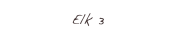 Elk 3