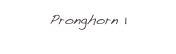 Pronghorn 1