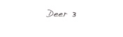 Deer 3