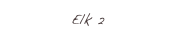 Elk 2