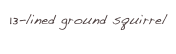 13-lined ground squirrel