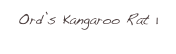 Ord’s Kangaroo Rat 1