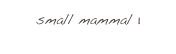 small mammal 1